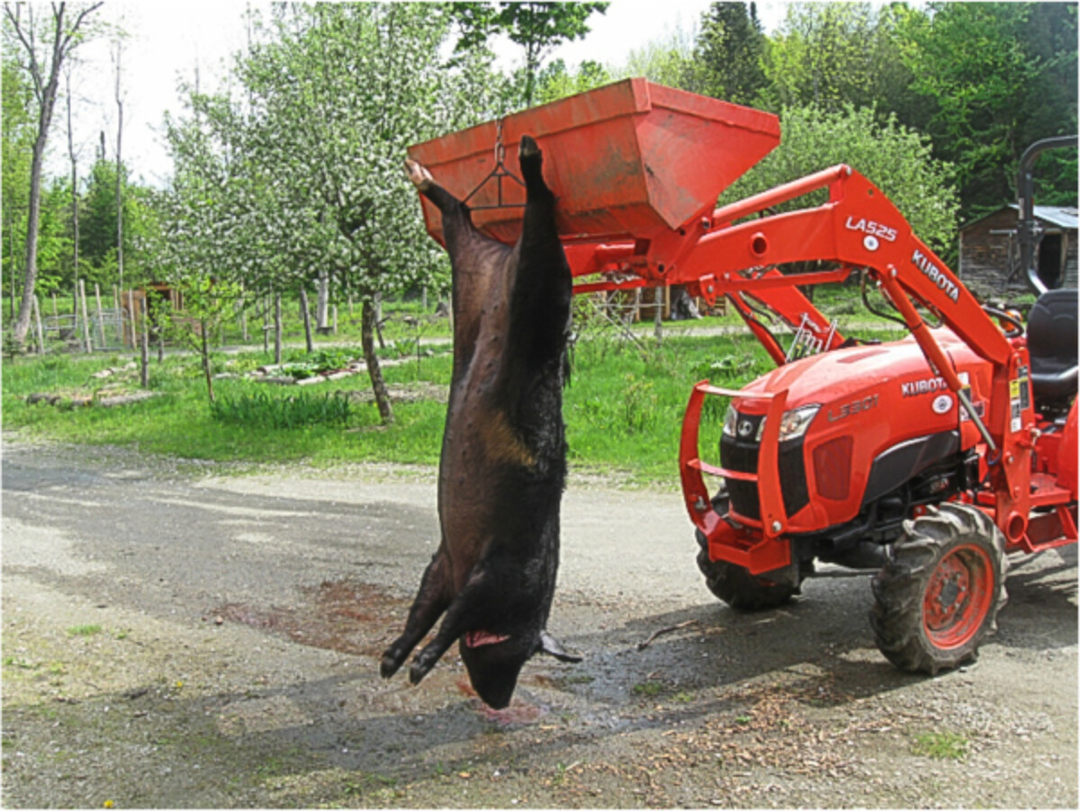 Pig Hanging from a Tractor