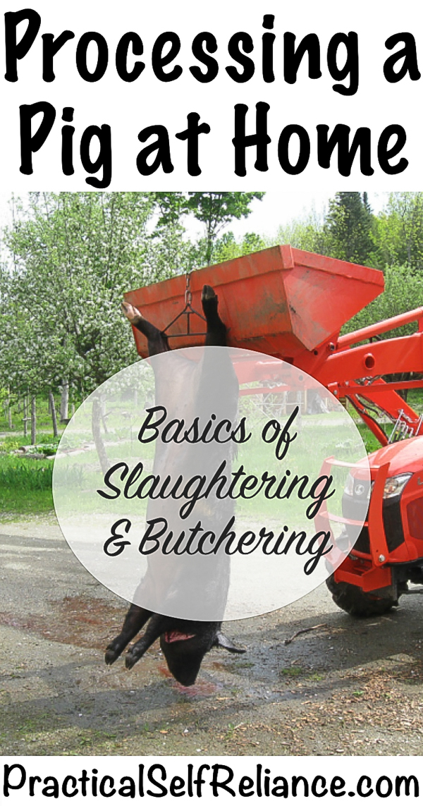 Processing a Pig at Home: Basics of Slaughtering and Butchering #raisingpigs #pigs #livestock #homestead #homesteading #selfsufficiency #selfreliant #preparedness #pigs #butchering