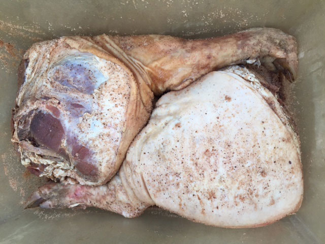 Pork legs curing for prosciutto