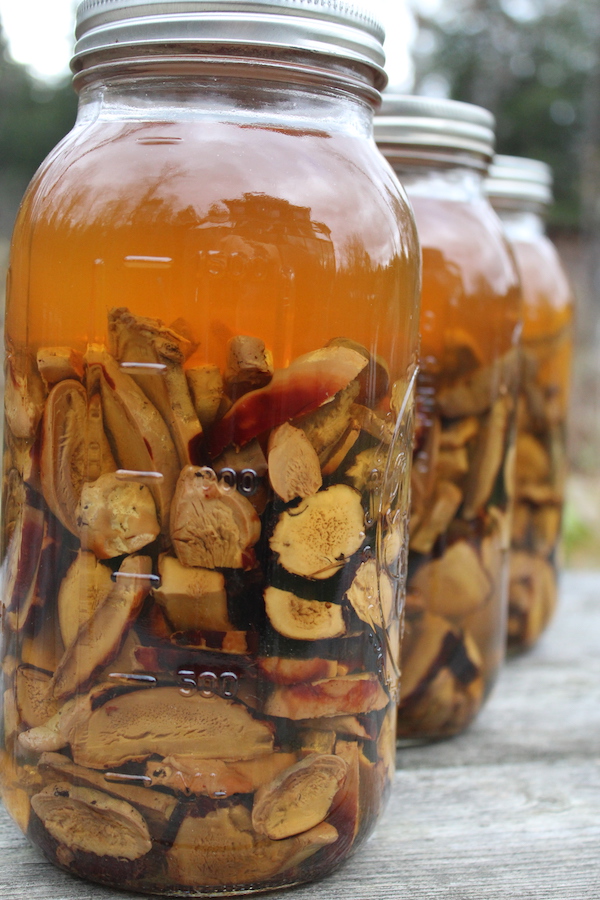 half gallon mason jars full of reishi tincture infusing