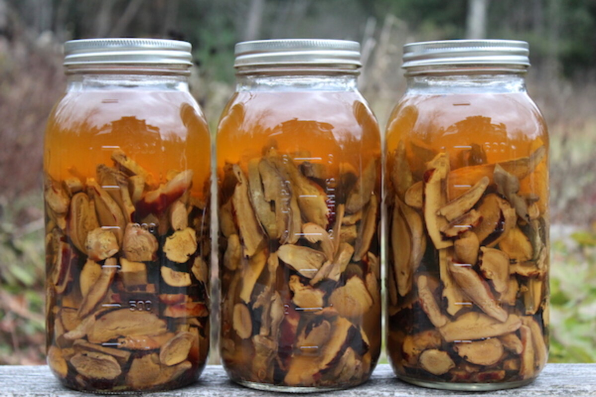 Reishi Mushroom Tincture infusing in mason jars.