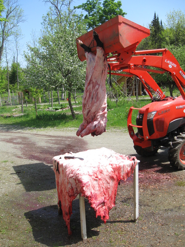 A pig skinned instead of scaleded