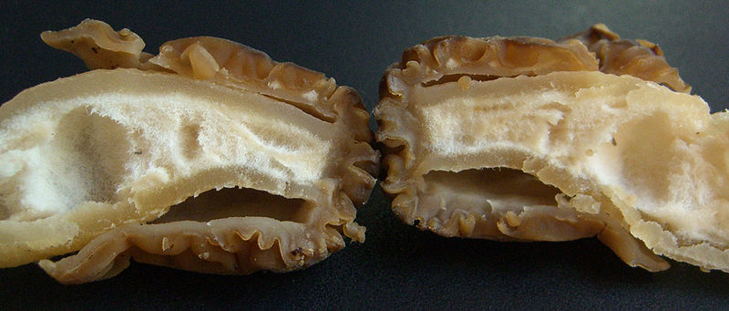 Verpa Bohemica cross section morel look alike (false morel)