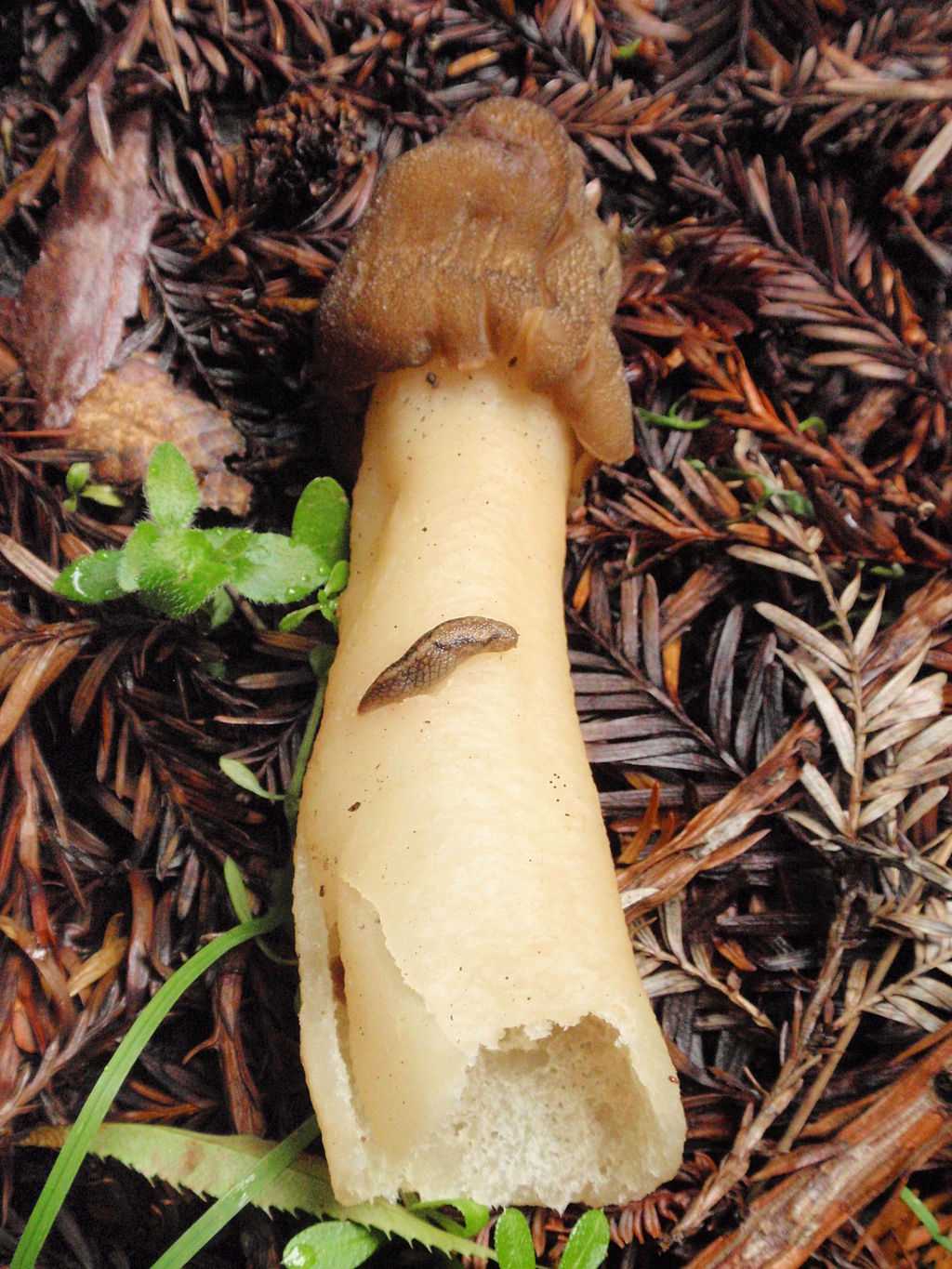 Verpa conica Morel Look-alike (False Morel)