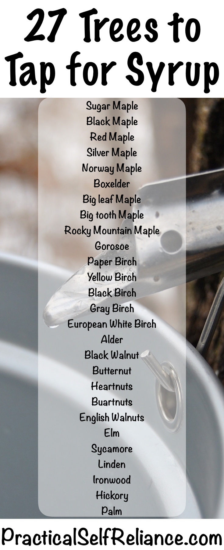 27 Trees To Tap For Syrup — Practical Self Reliance