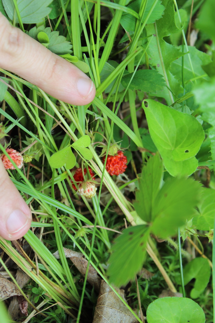 Alpine strawberry plants