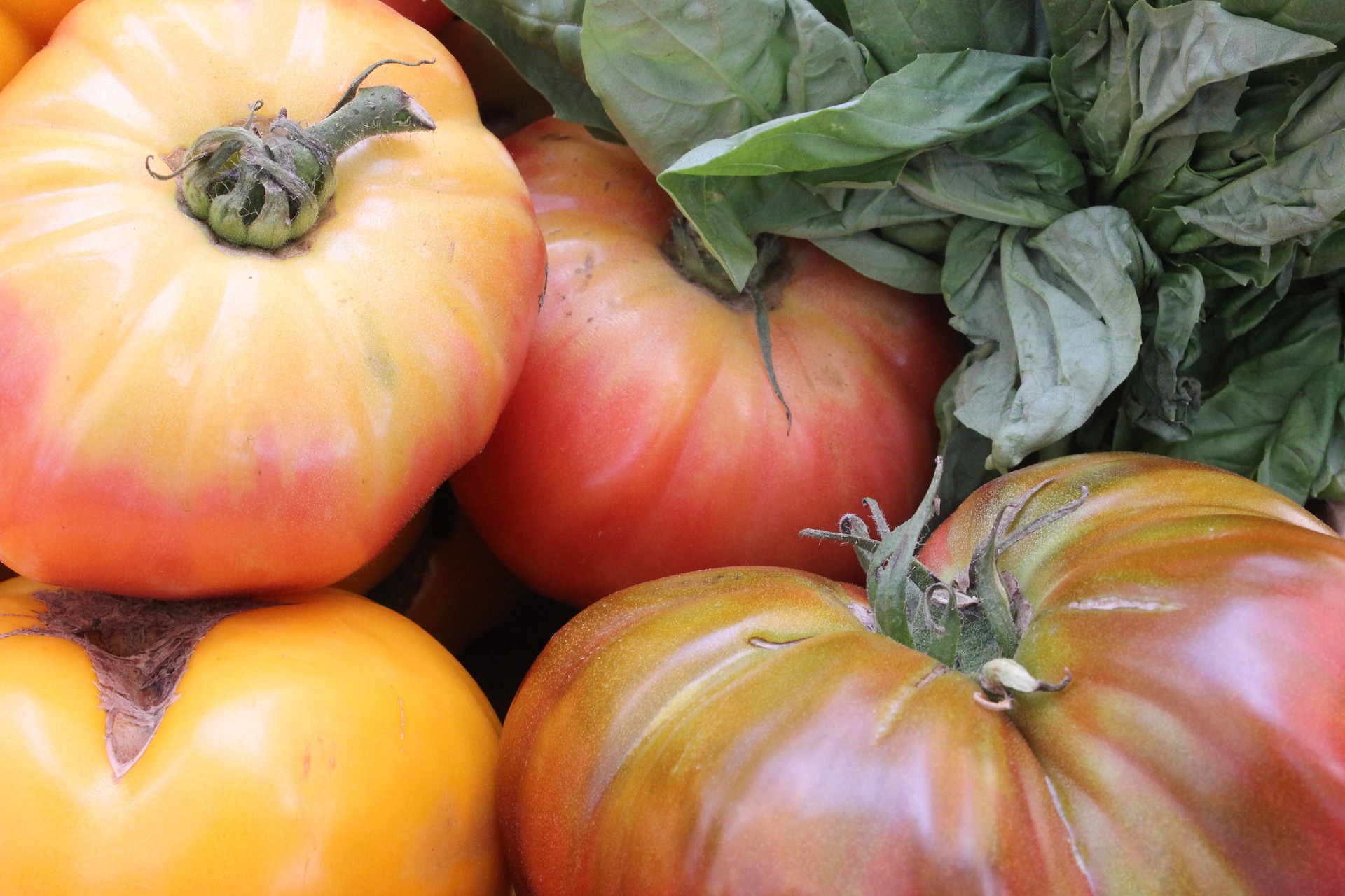 Best Tomatoes for Canning
