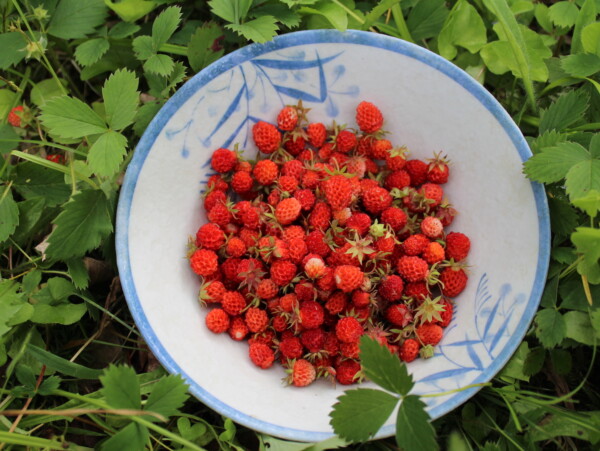 Wild Foraged Alpine Strawberries