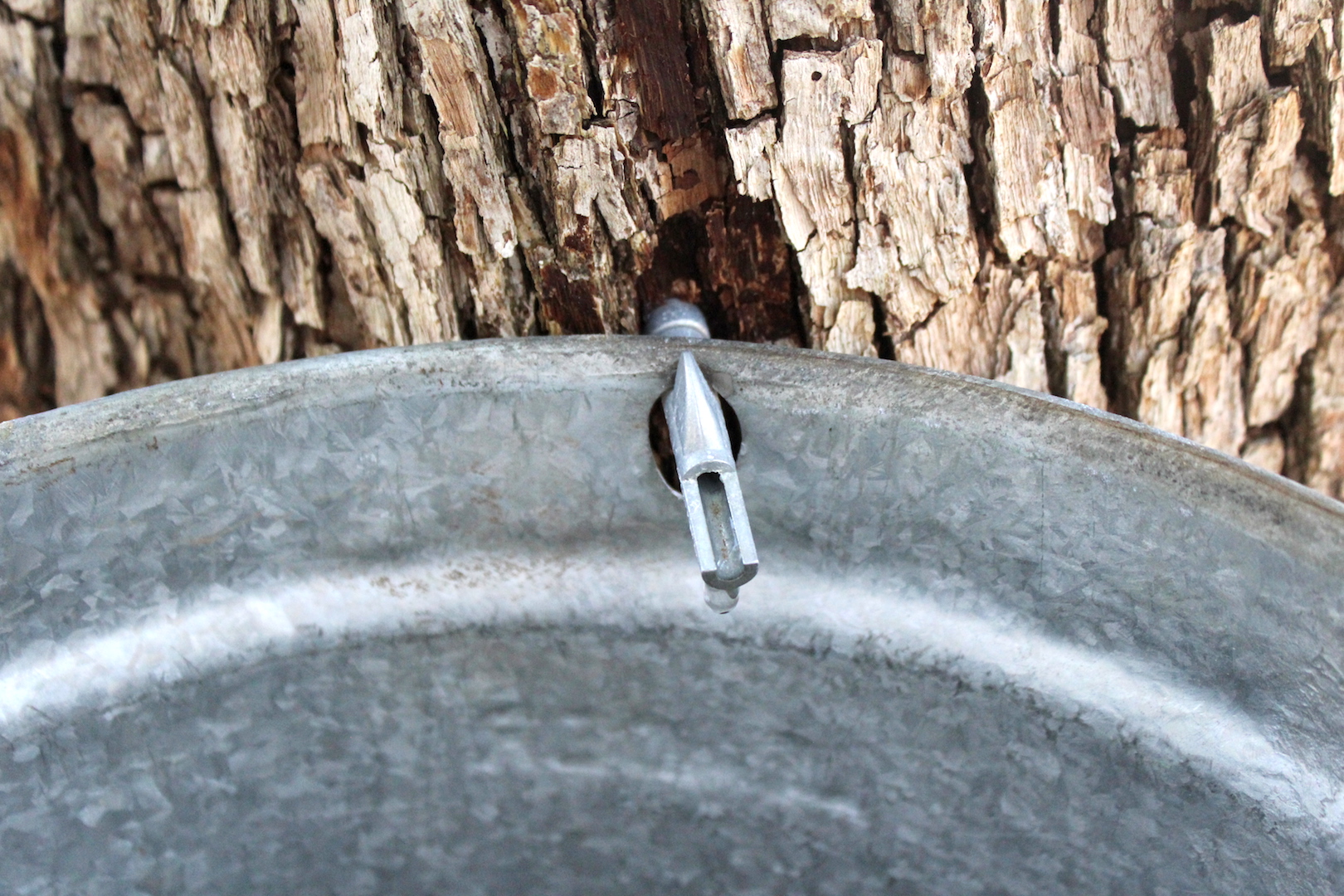 Ironwood tree tapped for syrup