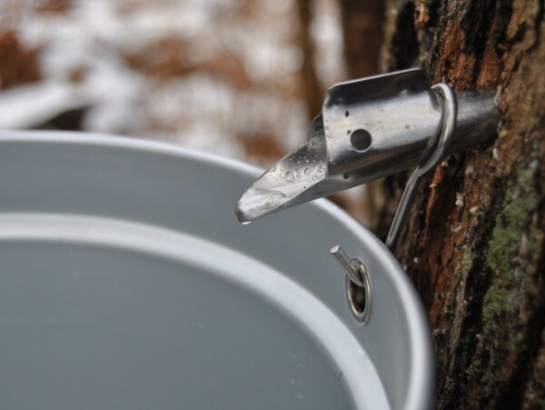 Maple Syrup Tap