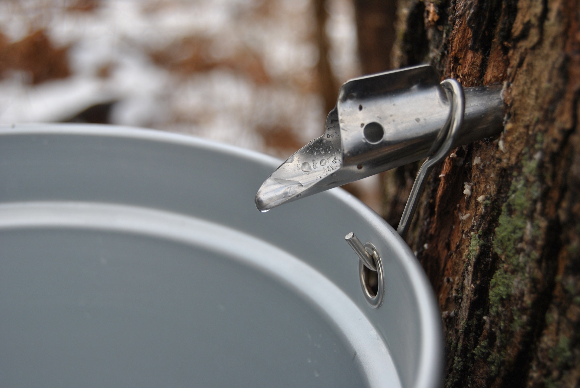 50 SAP SPOUTS Bucket SPILES TAPS Maple Syrup READY TO USE 