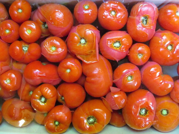 Tomatoes for canning