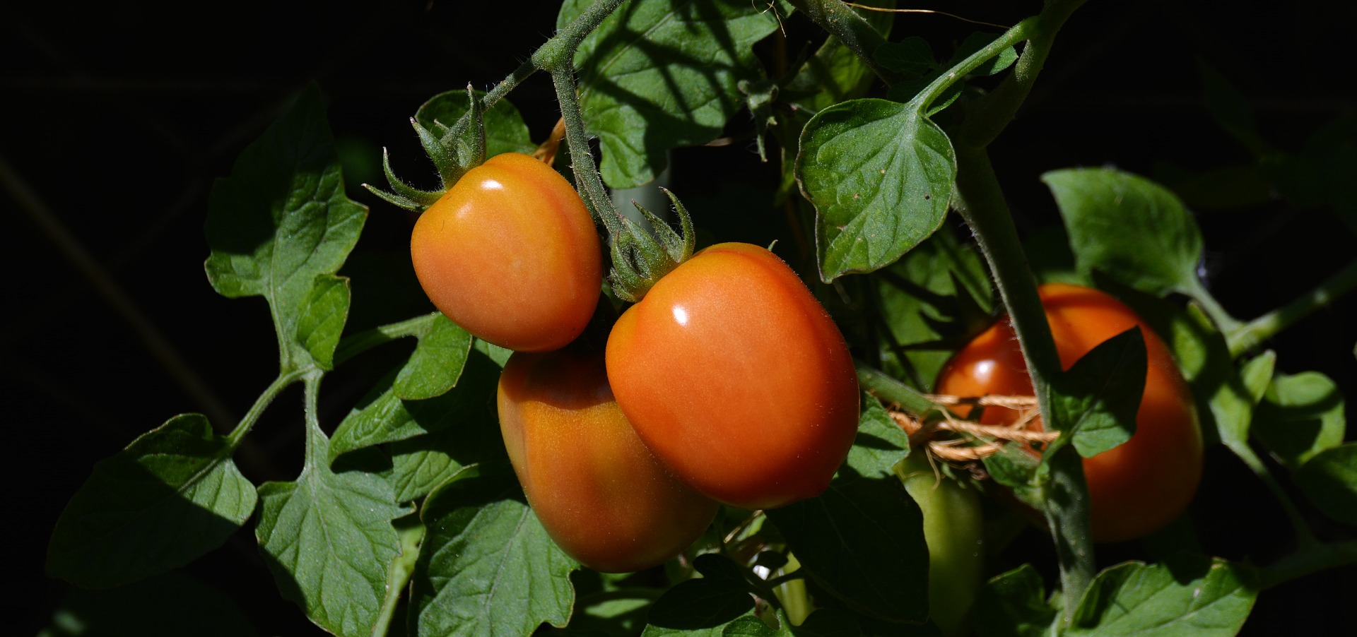Best Roma Tomato Varieties for Canning