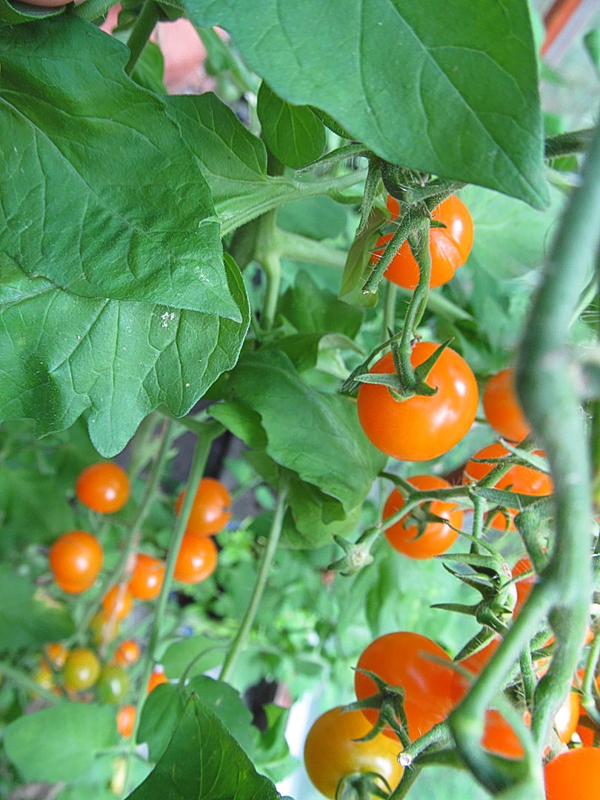 Canning Sungold Tomatoes