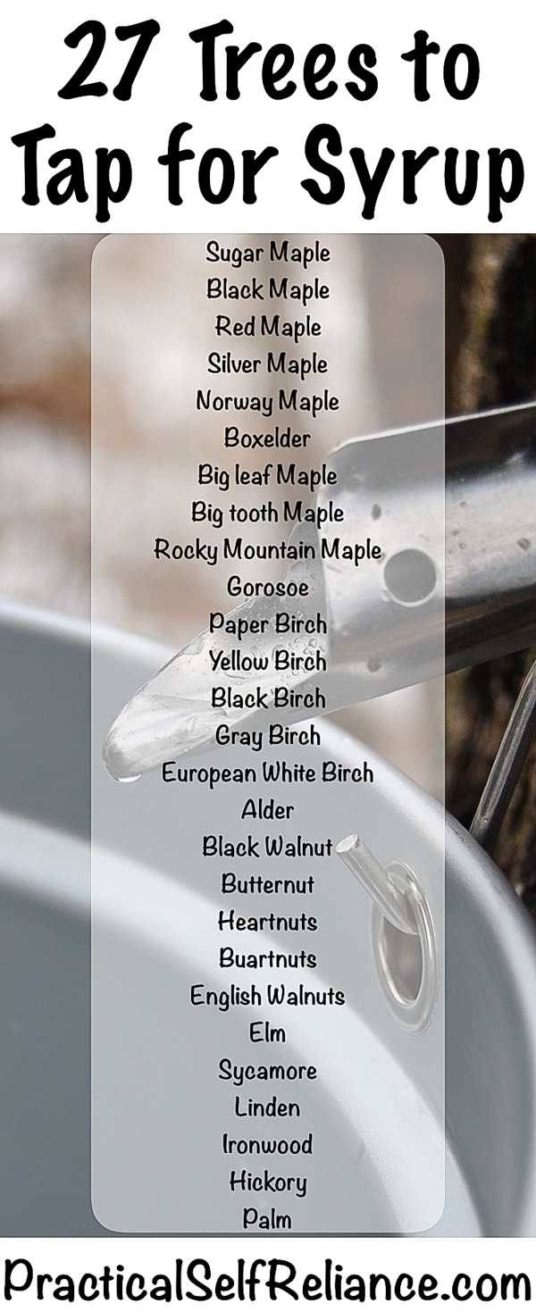 27 Trees You Can Tap for Syrup #maplesyrup #homesteading #selfsufficiency #naturalsweetener #realsugar #tappingtrees #trees