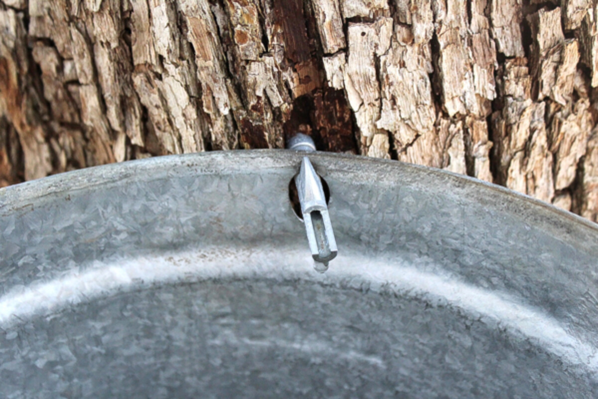 Tapping an ironwood tree for syrup