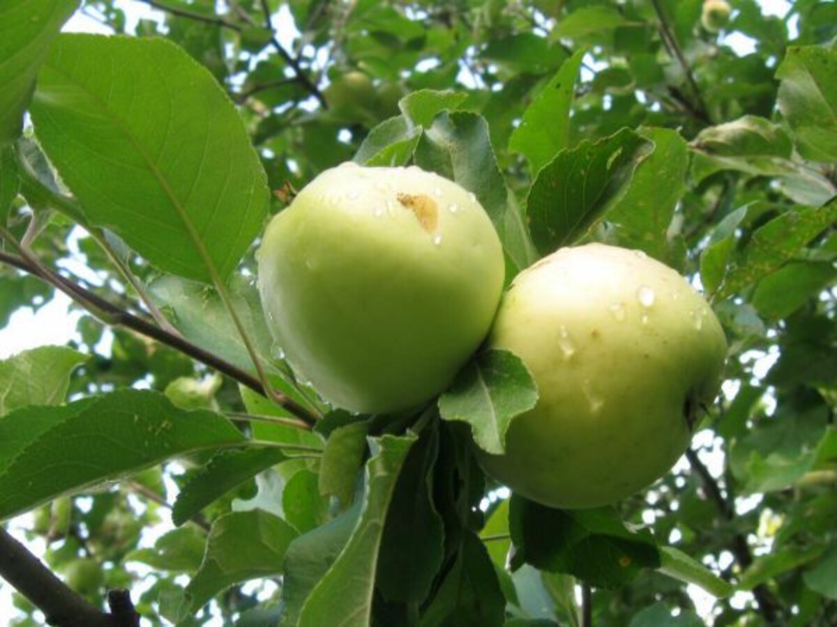 Yellow Transparent Apple