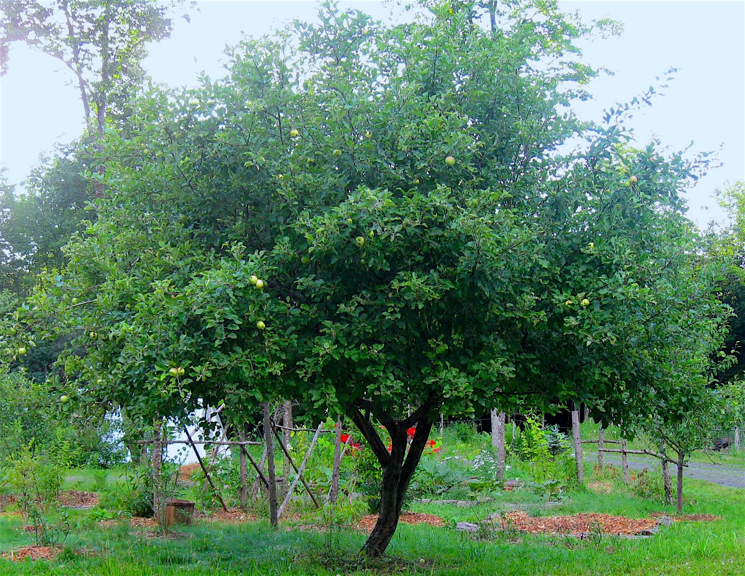 Yellow Transparent Apple Tree