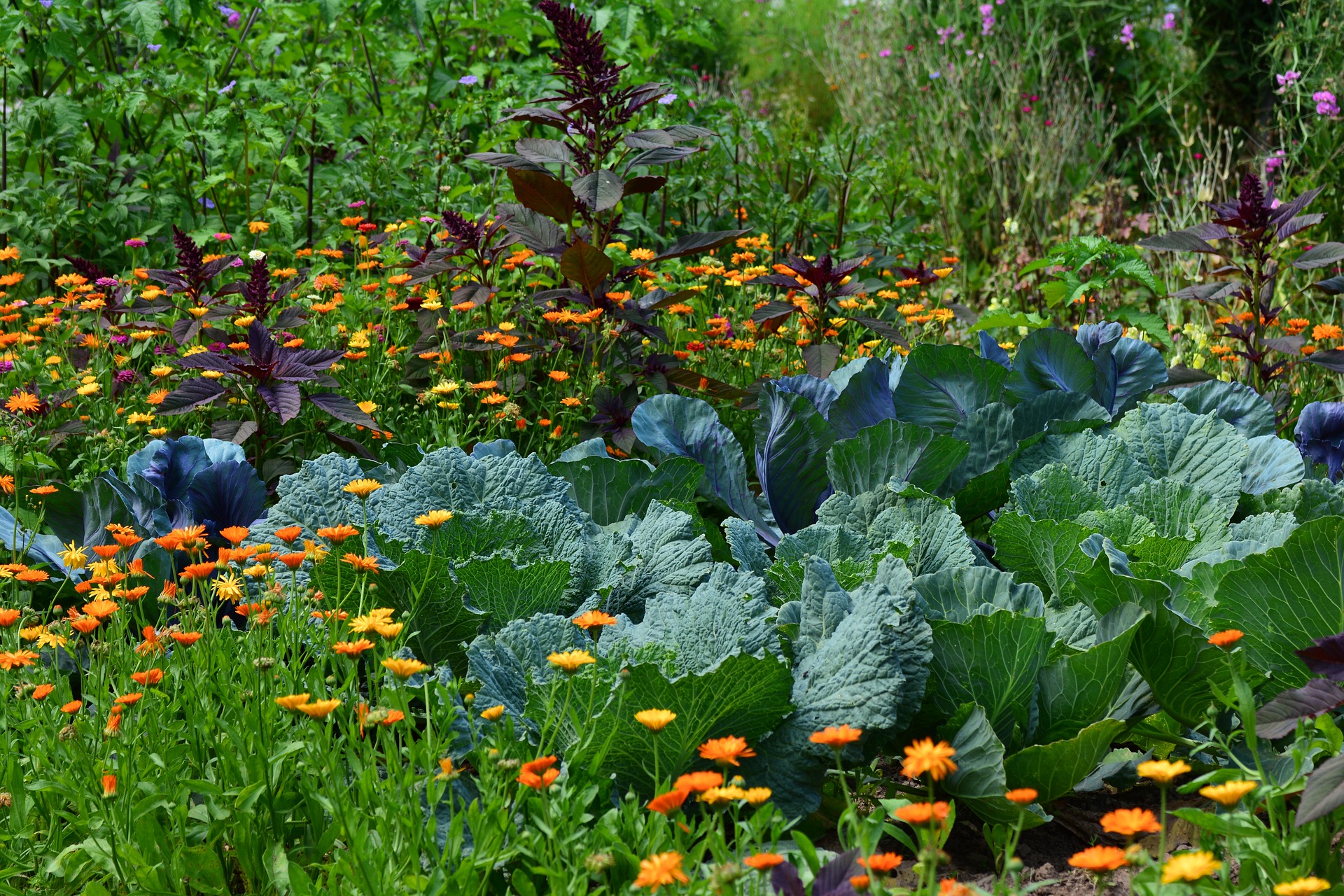 Cabbage and Calendula