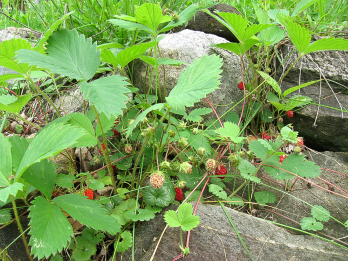 Alpine Strawberry Plants