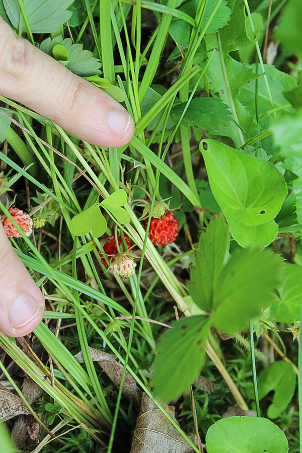 alpine strawberry plants