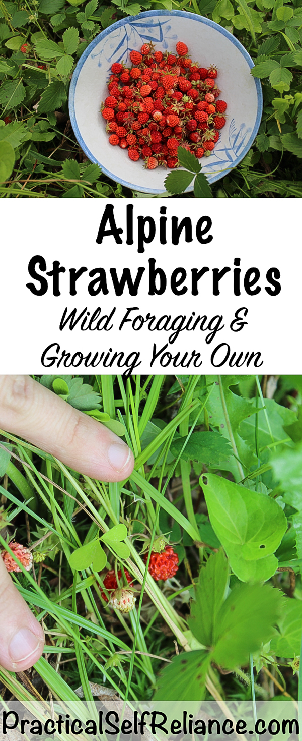 Alpine Strawberries: Wild Foraging and Growing Your Own #alpinestrawberries #foraging #wildfood #forage #selfsufficiency #wildcrafting #wildedibles #gardening #organicgardening #foodgardening #howtogrow #gardeningtips