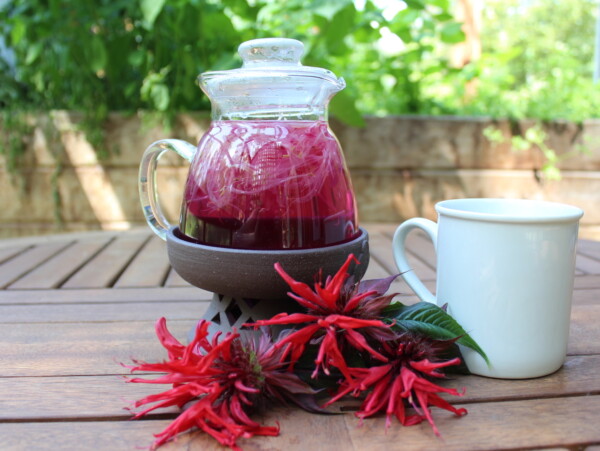 Bee Balm Tea