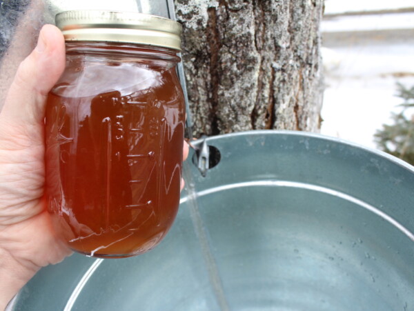 canned maple syrup