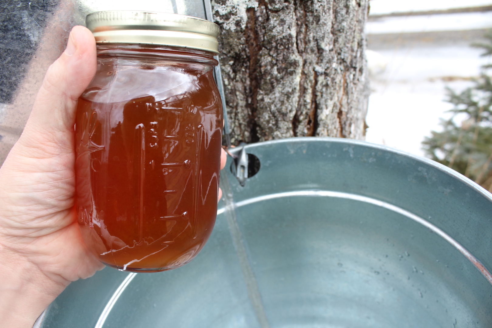 canned maple syrup