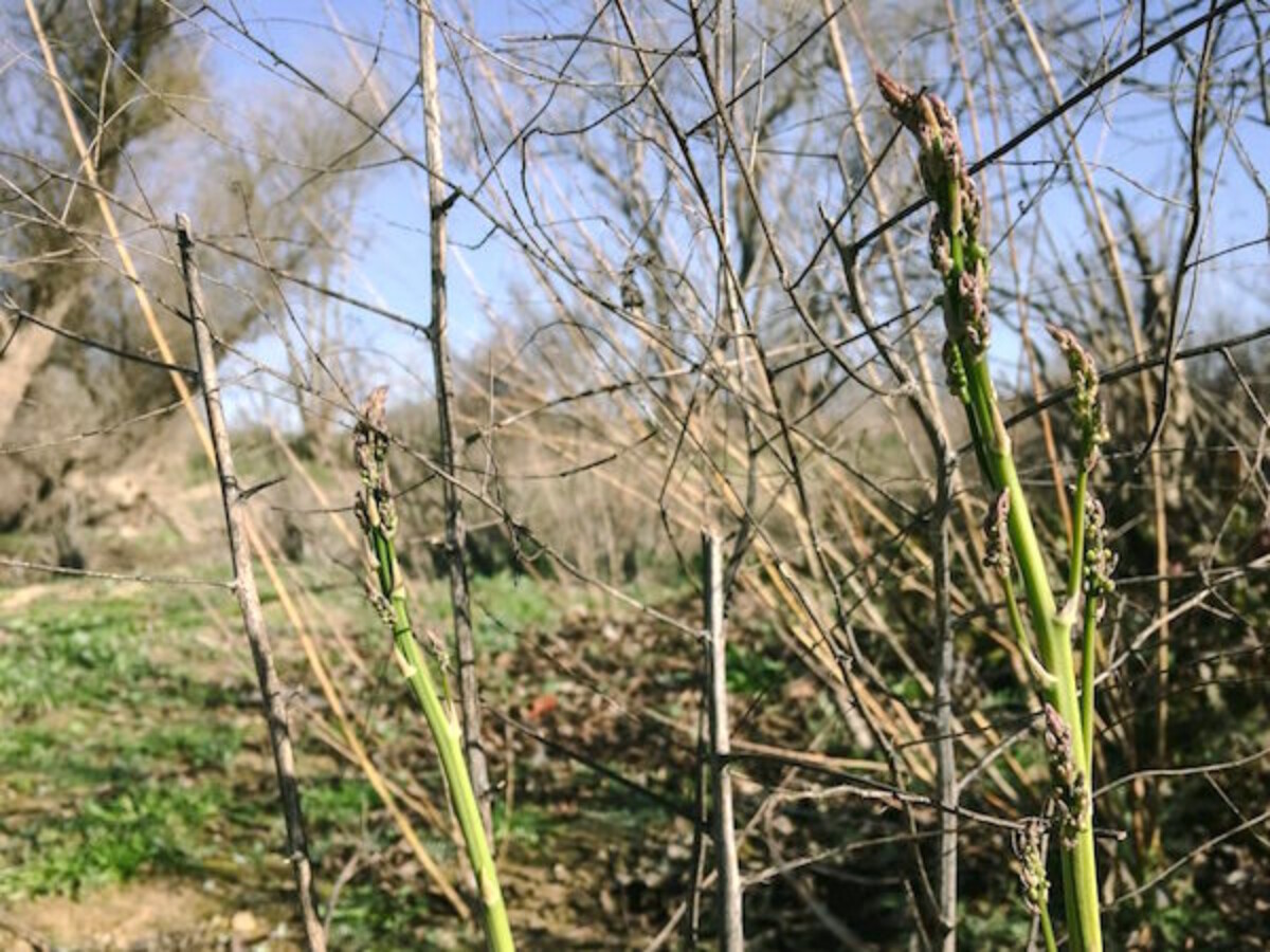 overgrown asparagus stalks growing in the wild