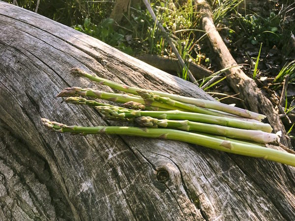 Wild Asparagus harvest sitting on a log