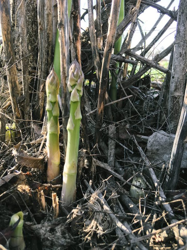 new spears of wild asparagus growing out of soil