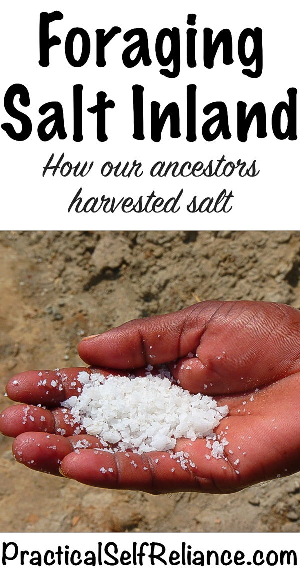 Foraging Salt Inland ~ How our ancestors harvested salt #foraging #wildfood #forage #selfsufficiency #wildcrafting #salt