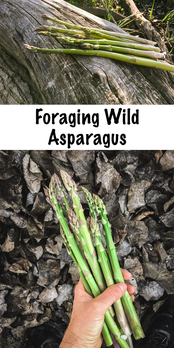 Foraging Wild Asparagus ~ Early spring is the time to stalk, search and forage for wild asparagus. Identifying wild asparagus is easier than you think, and the problem is, finding it in the right season.  Asparagus isn't foraged you see, it's stalked...long before it's ready the hunt begins. #wild #asparagus #forage #howtofind