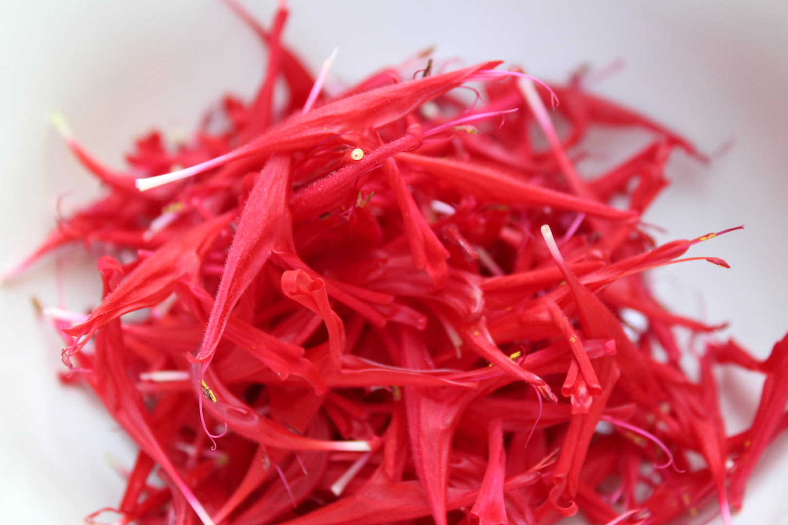 Fresh Bee Balm Petals for Salads