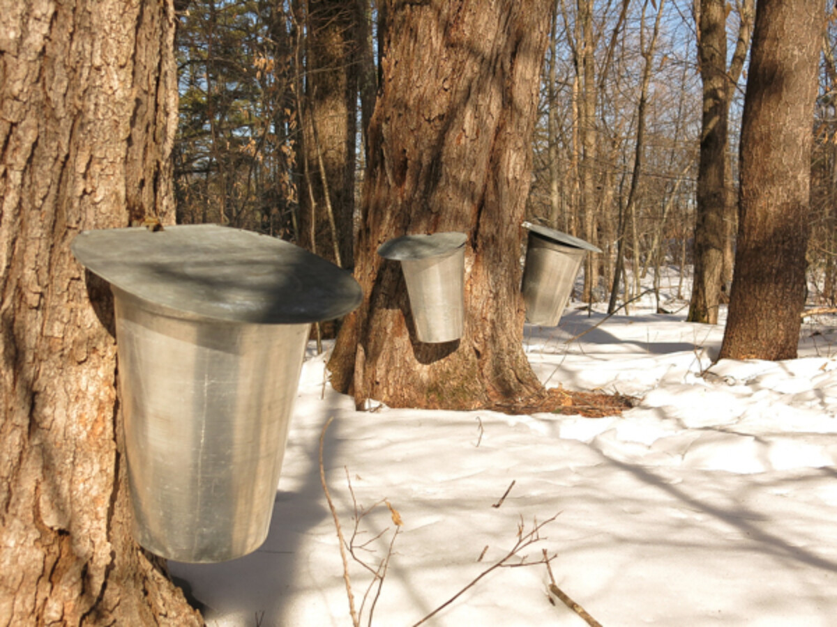 tapping maple trees for syrup