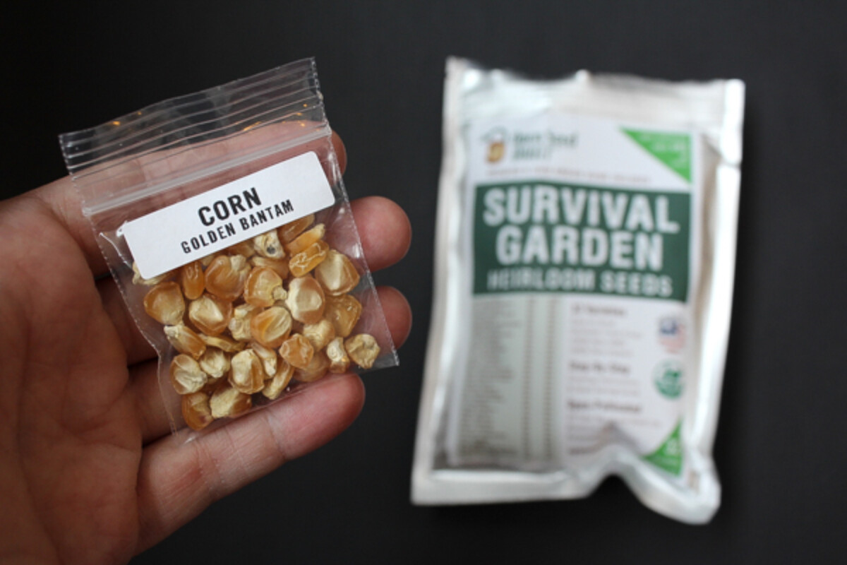 Corn Seeds for Survival Garden
