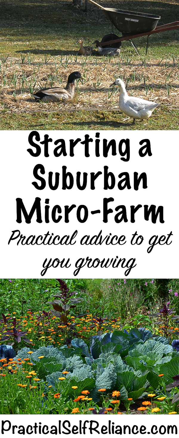 Practical Advice for Starting a Suburban Micro-Farm #gardening #organicgardening #foodgardening #howtogrow #vegetablegardening #gardeningtips #homesteading #urbanfarm #urbanfarming