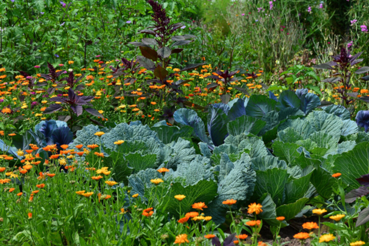 Cabbage and Calendula