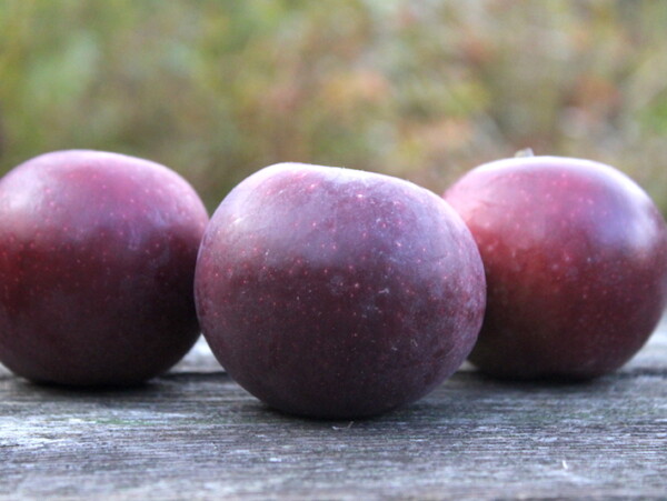 Arkansas Black Storage Apple