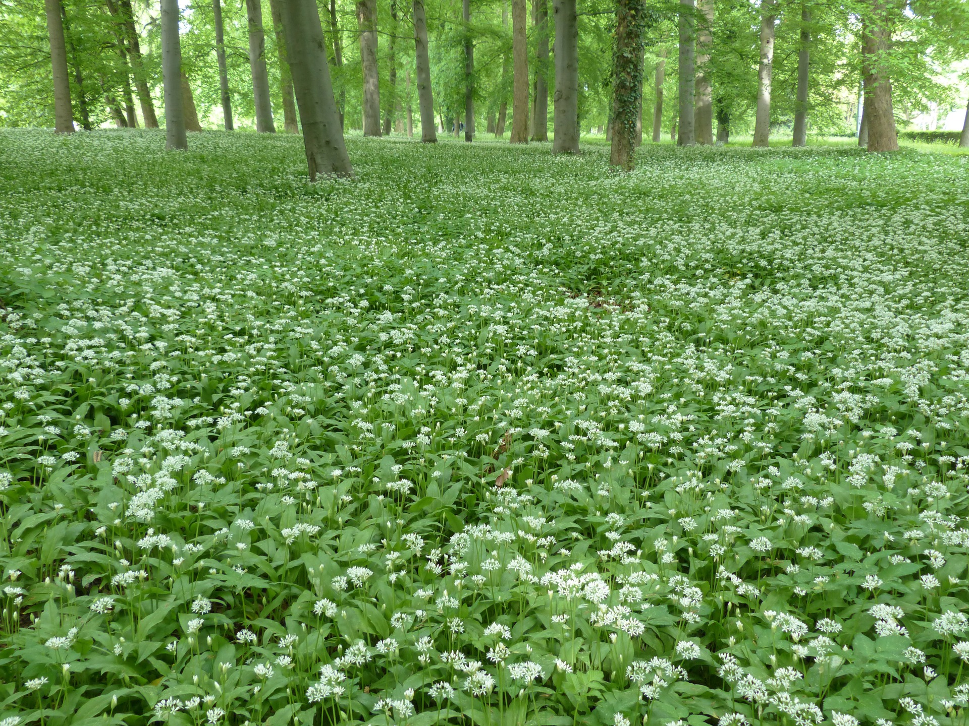 Bear Garlic Flowers