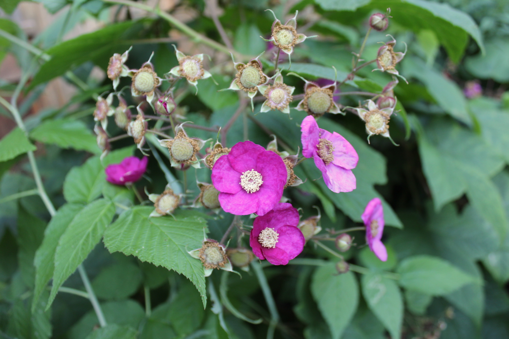 Thimbleberry flowers and fruit