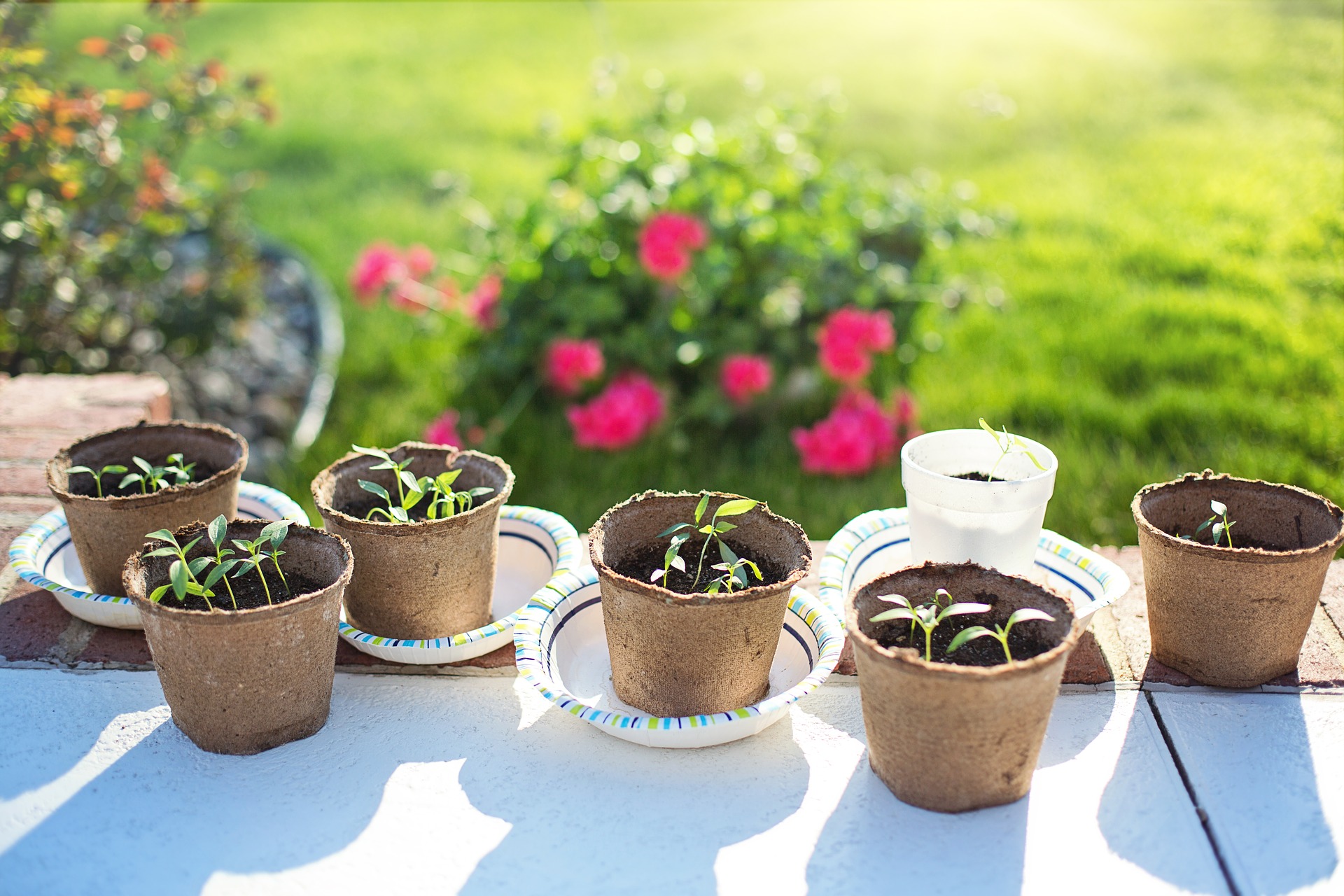 Compostable Pots