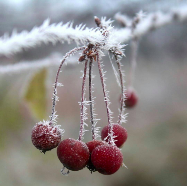 Crab Apples in Winter