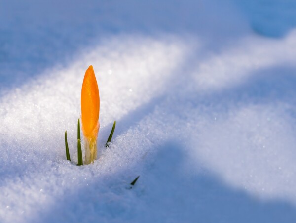 Spring Crocus in the Snow for Bee Forage