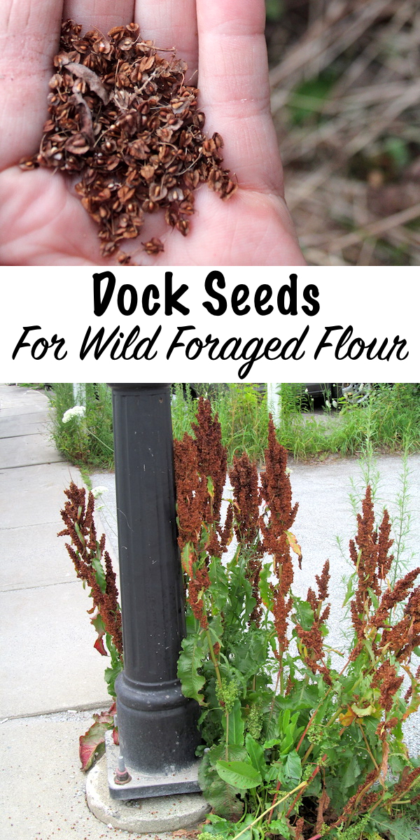 Foraging Dock Seeds for Wild Foraged Flour ~ Yellow dock produces tiny seeds, similar to buckwheat, which can be ground into flour for baking. Since dock plants are common around the world, this is an easily accessible source of wild foraged flour. #yellowdock #herbs #uses #foraged #flour #recipe