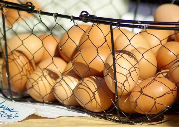 collecting hatching eggs for sale