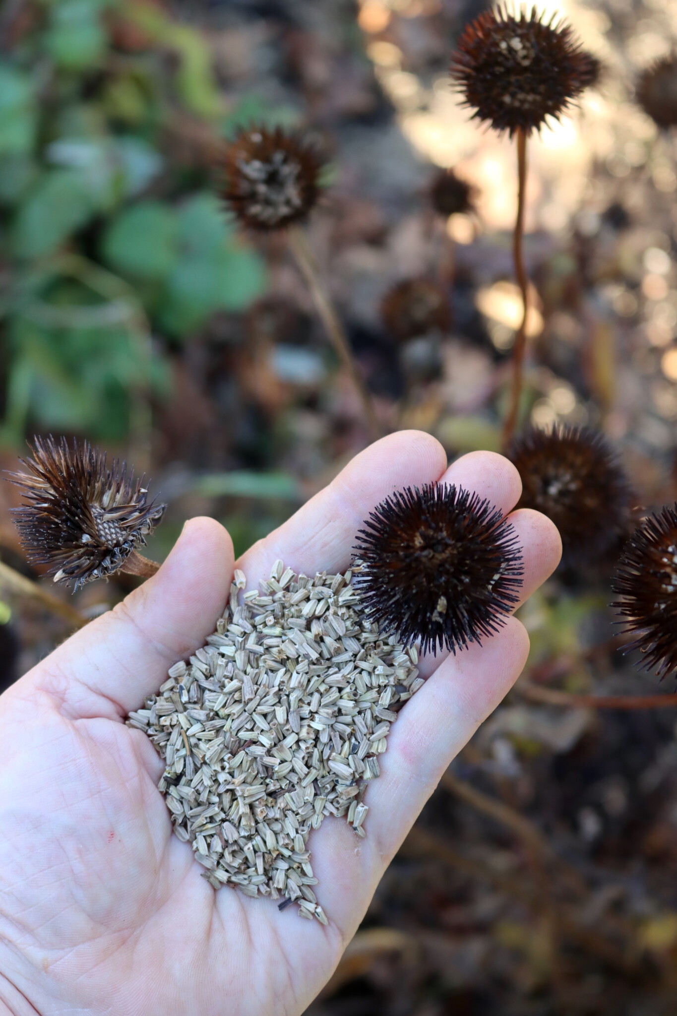 Echinacea Seed