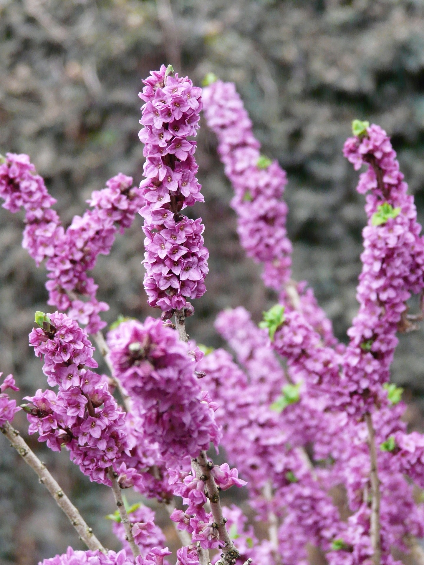 Daphne flowers in the very early spring.