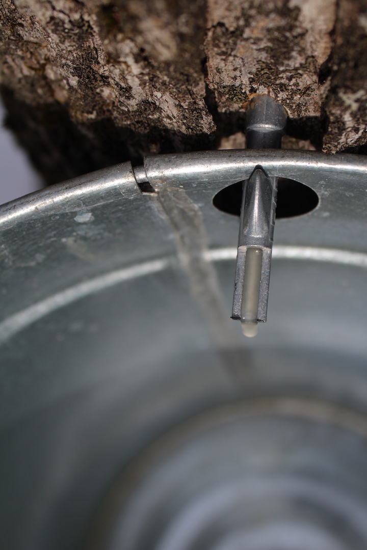 Making maple syrup using tree saver taps